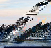 Hervey Bay Whale Watching Cruise - Accommodation Cooktown