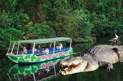 Daintree River Cruise - Accommodation Cooktown 0