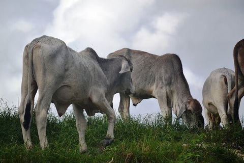 Daintree River Cruise - Accommodation Cooktown 6