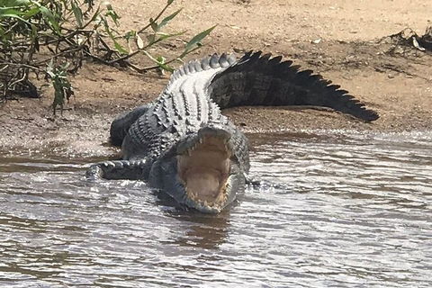 Daintree River Cruise - Accommodation Cooktown 5