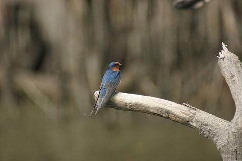 Daintree River Cruise - Accommodation Cooktown 8