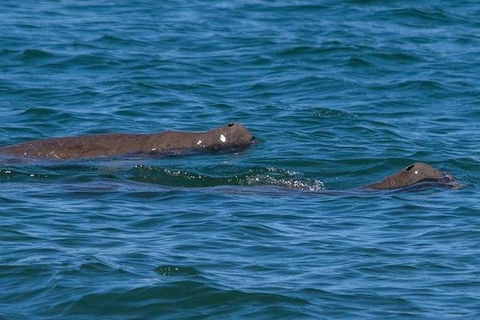 Bribie Island Boat And 4x4 Beach Tour - Accommodation Cooktown 4