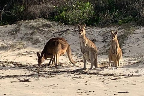 Bribie Island Boat And 4x4 Beach Tour - Accommodation Cooktown 9