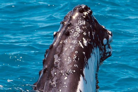 Bribie Island Boat And 4x4 Beach Tour - Accommodation Cooktown 7