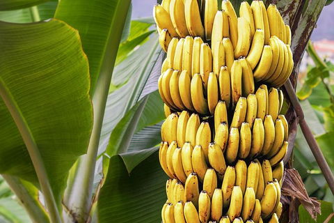 Atherton Tablelands Small-Group Food & Wine Tasting Tour From Port Douglas - Accommodation Cooktown 28