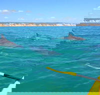 Half-Day Kayak with Dolphins and 4WD Beach Drive from Rainbow Beach