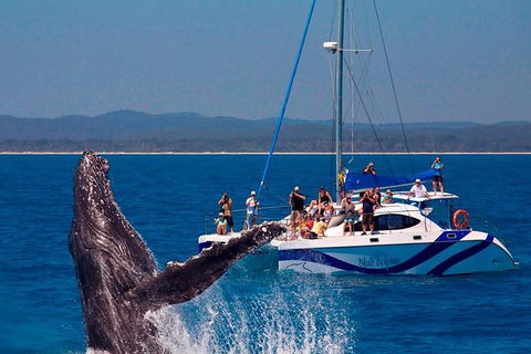 Blue Dolphin Exclusive Whale Watch Encounters - Accommodation Cooktown 0