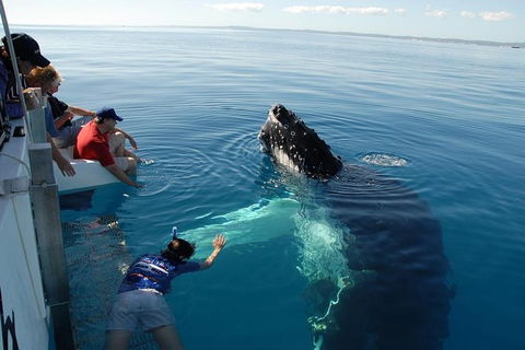 Blue Dolphin Exclusive Whale Watch Encounters - Accommodation Cooktown 1