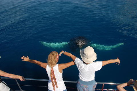 Blue Dolphin Exclusive Whale Watch Encounters - Accommodation Cooktown 3