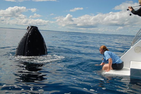 Blue Dolphin Exclusive Whale Watch Encounters - Accommodation Cooktown 7