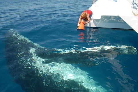 Blue Dolphin Exclusive Whale Watch Encounters - Accommodation Cooktown 4