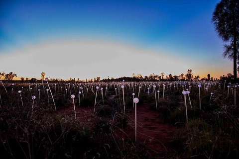 Uluru Field Of Light Sunrise Tour - Accommodation Cooktown 8