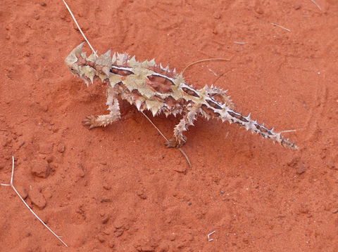 Alice Springs Highlights Half-Day Tour - Accommodation Cooktown 5