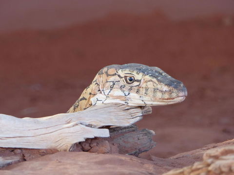 Alice Springs Highlights Half-Day Tour - Accommodation Cooktown 6