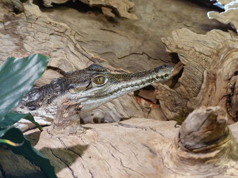 Alice Springs Highlights Half-Day Tour - Accommodation Cooktown 7