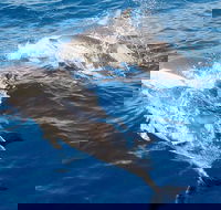 Port Stephens Day Tour From Sydney Including 4WD Sandboarding and Dolphins - Accommodation Cooktown