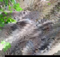 Byron Bay Wildlife Safari - Accommodation Cooktown