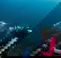 5-Hour Byron Bay Introductory Scuba Diving Tour - Accommodation Cooktown