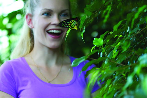 Coffs Harbour Butterfly House - Accommodation Cooktown 0