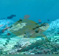 Flinders Reef Dive Site - Accommodation Cooktown