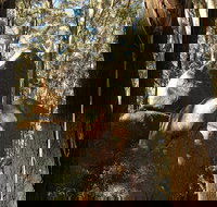 Gulaga National Park - Accommodation Cooktown