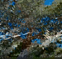 Holey Plains State Park - Accommodation Cooktown