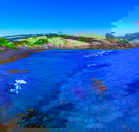 Snorkelling Montague Island - Accommodation Cooktown