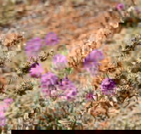 Walpa Gorge walk - Accommodation Cooktown