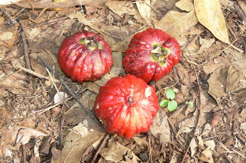 Window On The Wetlands - Accommodation Cooktown 1