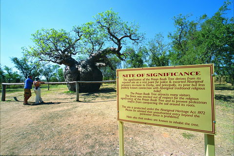Boab Prison Tree - Accommodation Cooktown 0