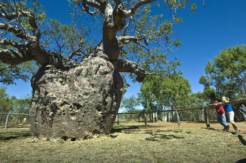 Boab Prison Tree - Accommodation Cooktown 1