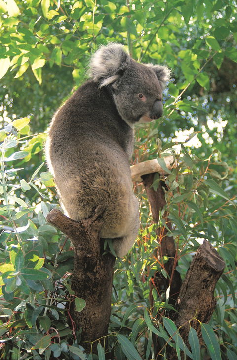 Caversham Wildlife Park - Accommodation Cooktown 0