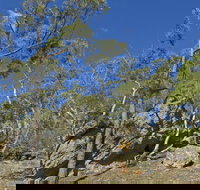 Green track - Accommodation Cooktown