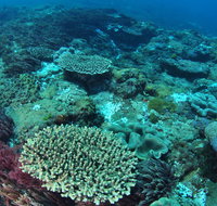 Hanging Rock Dive Site - Accommodation Cooktown