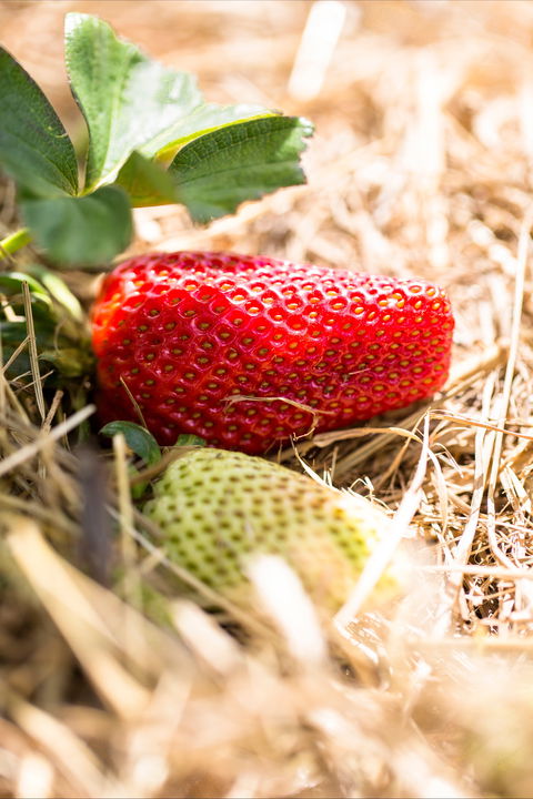 Kate's Berry Farm - Accommodation Cooktown 2