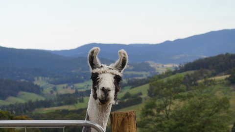 Llama Walks Tasmania - Accommodation Cooktown 0