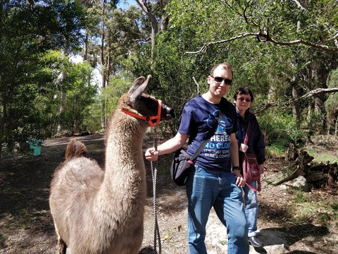 Llama Walks Tasmania - Accommodation Cooktown 1