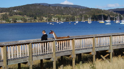 Llama Walks Tasmania - Accommodation Cooktown 2