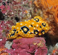Magic Mountain Dive Site - Accommodation Cooktown
