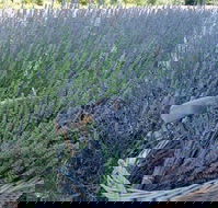 Melton - Accommodation Cooktown