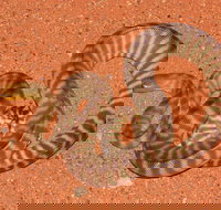 Red Desert Reptiles - Accommodation Cooktown