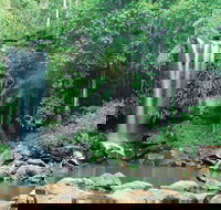 Tamborine National Park - Accommodation Cooktown
