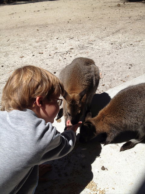The Patriarch Wildlife Sanctuary - Accommodation Cooktown 1