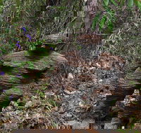 Understory Art In Nature - Accommodation Cooktown