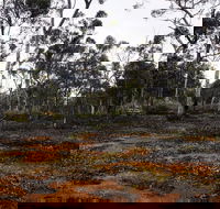 Woylie Walk Dryandra Woodland - Accommodation Cooktown