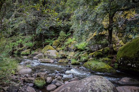 Barrington Tops State Forest - Accommodation Cooktown 1