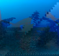 Cementco Dive Site - Accommodation Cooktown