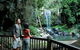 Curtis Falls Track, Tamborine National Park - thumb 0