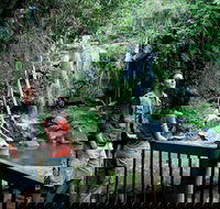 Curtis Falls track Tamborine National Park - Accommodation Cooktown