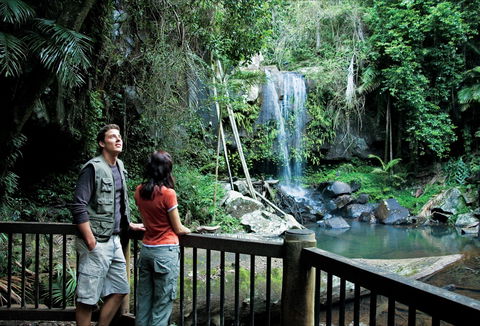 Curtis Falls Track, Tamborine National Park - Accommodation Cooktown 0